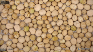 seed