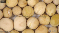 column seed