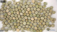 seed