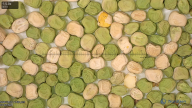 column seed