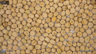 seed