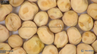 column seed