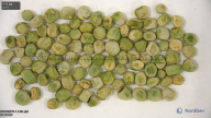seed