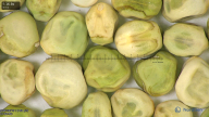 column seed