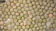 seed