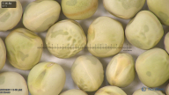 column seed