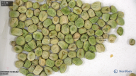column seed