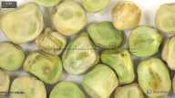 column seed