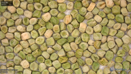 seed