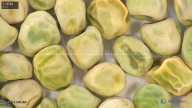 column seed
