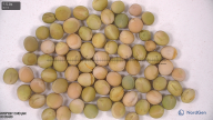 column seed