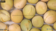 column seed