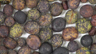 column seed