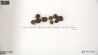 column seed