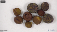 column seed