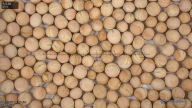 column seed