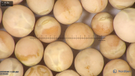 column seed