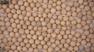 seed