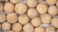 column seed