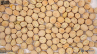 column seed