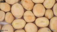 column seed