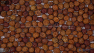 seed