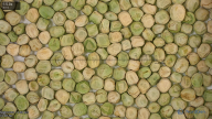 seed