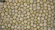 seed