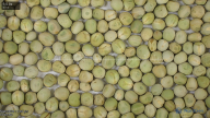 seed