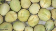 column seed