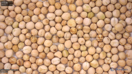 seed