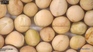 column seed