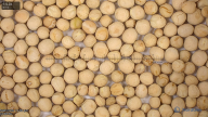 seed