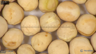 column seed
