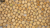 seed