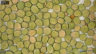 column seed
