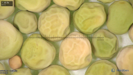 column seed