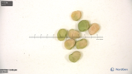 column seed