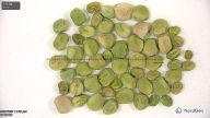 column seed