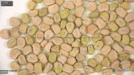 column seed