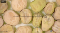 column seed