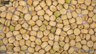 seed