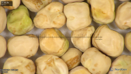 column seed