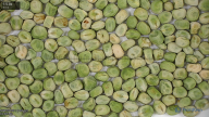 seed