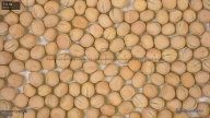 seed
