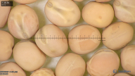 column seed
