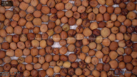 seed