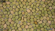 seed