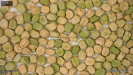 seed