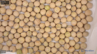 seed